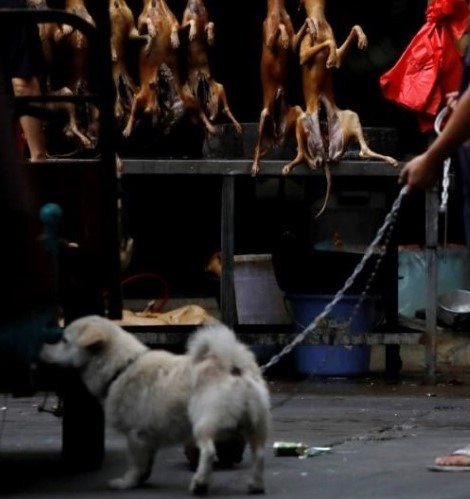 Dân Trung Quốc vẫn bảo vệ lễ hội thịt chó đến cùng hình ảnh