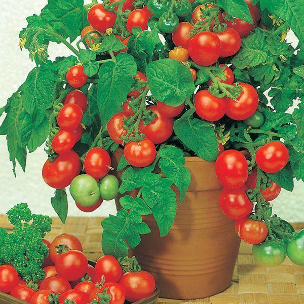 Chúc các bạn thành công với những cách trồng cà chua đơn giản trên!