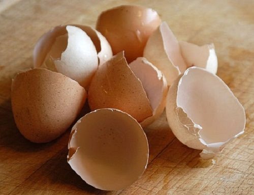 Vỏ trứng cung cấp protein bị mất do vết thương mãn tính gây ra hình ảnh