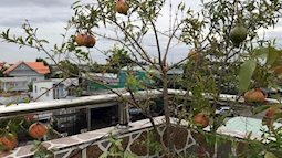 Mẹ hai con trồng cả 'vựa trái cây' trên sân thượng 68 m2