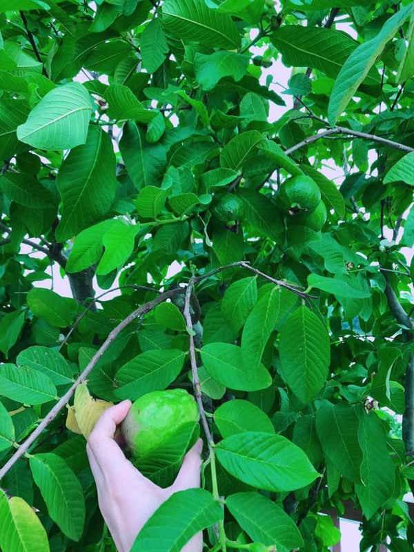 Phương Lê tiết lộ, hầu hết những cây ăn quả như cóc, ổi, xoài... được cô bứng cả gốc từ quê nhà ở Trà Vinh lên Sài Gòn trồng.