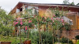 Gia đình Đà Lạt sống trong nhà gỗ giữa vườn hồng 1.000 m2 
