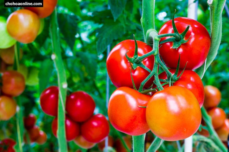 Cà chua chín tự nhiên hình ảnh