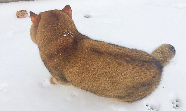 Nóng trên mạng: Ai cũng nghĩ đang nhìn một con chó Shiba béo ú cho tới khi nó quay mặt lại - Ảnh 1.