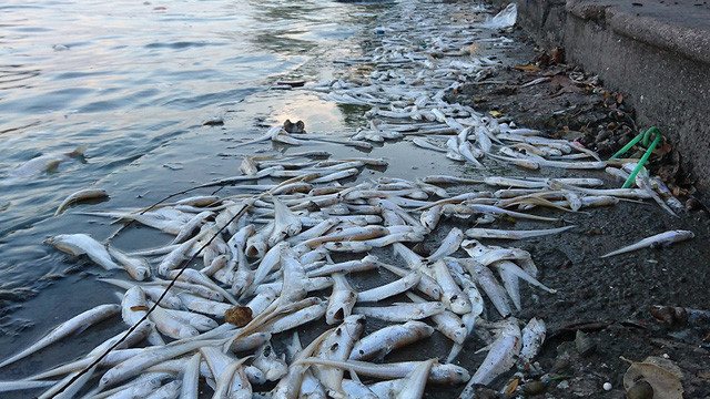 cá chết ở Hồ Tây. hình ảnh 1