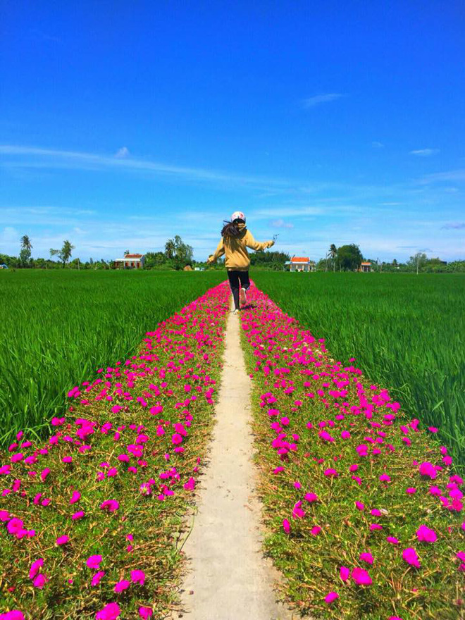 Con đường hoa mười giờ giữa 2 thửa ruộng đẹp như tranh khiến dân mạng ở Tiền Giang muốn đến check-in bằng được - Ảnh 2.