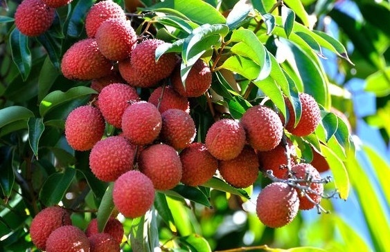 8 loại trái cây gây CO BÓP TỬ CUNG, dễ gây ĐẺ NON, DỊ TẬT THAI NHI mẹ bầu nên tránh xa