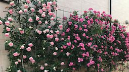 Bức tường hoa hồng đẹp như mơ trong sân vườn vỏn vẹn 6m² của người phụ nữ bỏ ra 5 năm miệt mài chăm sóc
