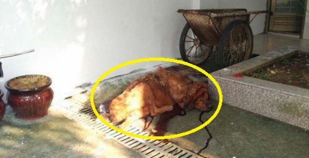 Chú chó cắn chủ tới thập tử nhất sinh ở Trung Quốc.