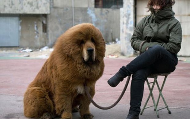 Chó ngao Tây Tạng được ví là “chúa tể của thảo nguyên”.