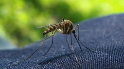 Bí kíp đơn giản chống muỗi hiệu quả cho cả gia đình