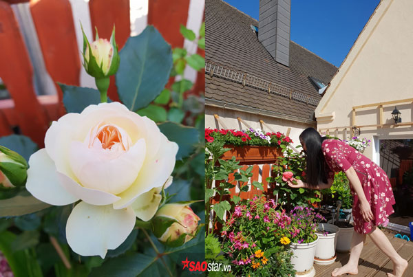 Chị Lạng chia sẻ, khu vườn của chị rộng 40m2 ở một thị trấn nhỏ thuộc tiểu bang Bayern, Đức. Chị theo chồng sang đây được 8 năm, gia đình nào ở đây cũng đều yêu hoa nên ít nhất cũng có vài chậu.