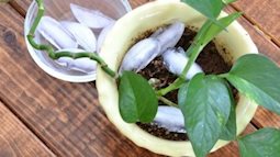 Công dụng tuyệt vời từ đá lạnh, không phải ai cũng biết