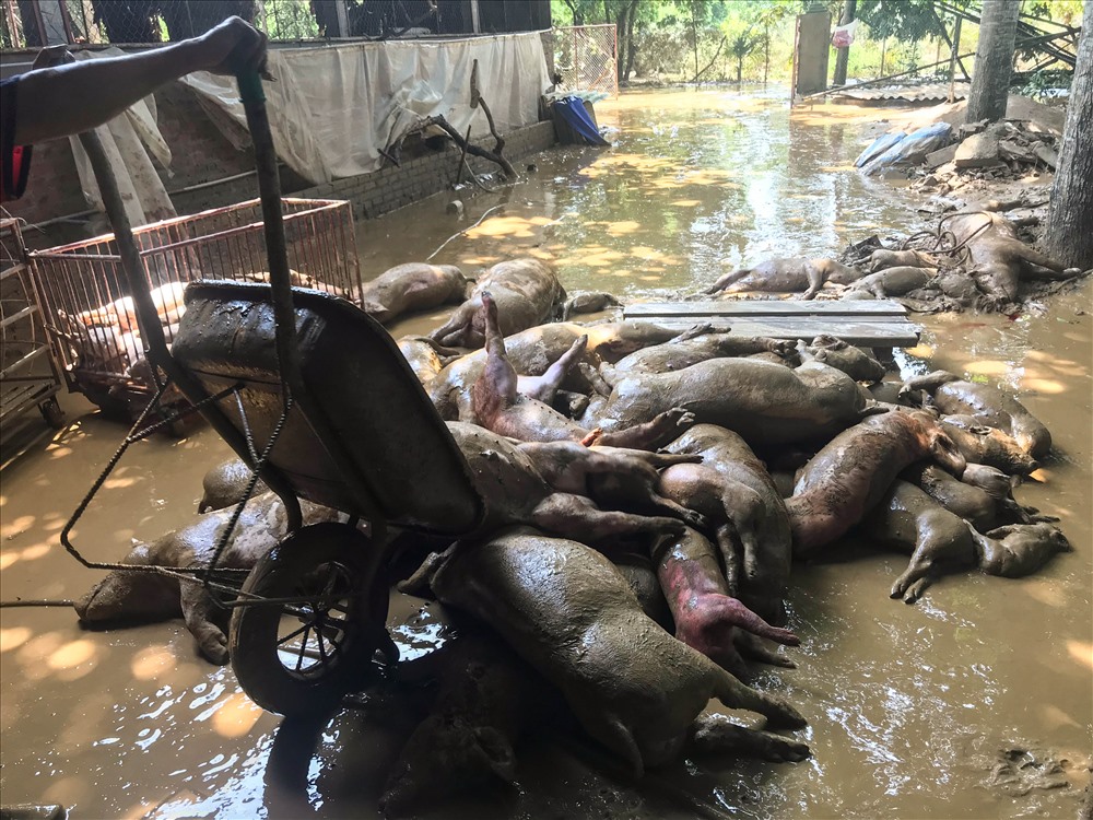Cơn lũ kéo đến bất ngờ khiến đàn lợn hơn 1000 con của Đạo cũng bị thiệt hai đáng kể, có khoảng 600 đến 700 con bị chết đuối, trong đó có cả những con lợn nái đang chửa, thiệt hại của gia đình anh lên đến 4 – 5 tỉ đồng. 