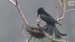 Gia đình chim trong một chiều mưa: Thật ấm áp và đầy yêu thương!