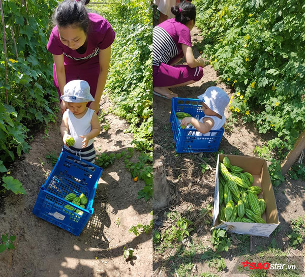 Bên cạnh đó, làm vườn cũng là niềm vui của các thành viên trong gia đình. Ngay cả các bé cũng rất thích công việc này.