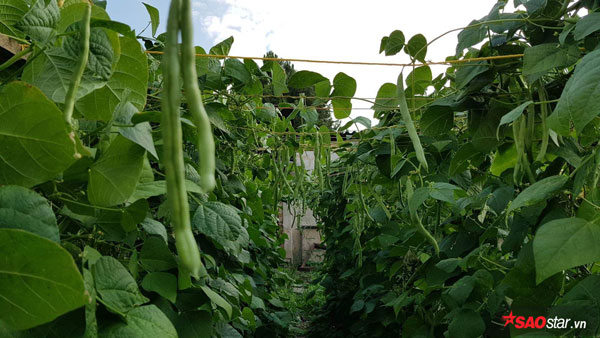Nhiều người ví khu vườn của gia đình Ngọc Anh như một trang trại rau Việt hiếm có ở trời Tây. Thông thường việc trồng những loại rau Việt ở châu Âu rất khó khăn nên có cả khu vườn như vậy là điều không hề đơn giản.