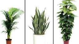 Để không khí trong nhà bạn trong lành hơn, hãy thử trồng 5 loại cây cảnh dưới đây