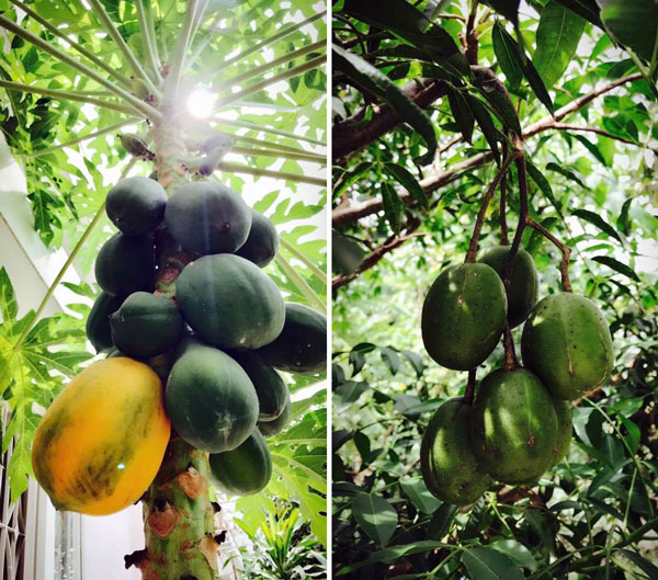 Cây trái trĩu quả chứng minh khả năng làm vườn của Việt Trinh.