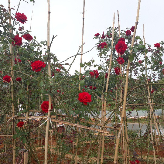 Chị Nguyệt cho biết, hồng cổ Sơn La dễ trồng, dễ chăm sóc, hầu như không xảy ra sâu bệnh