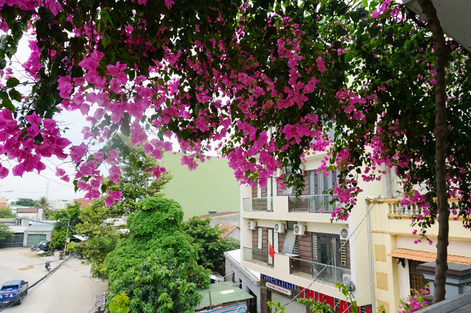Ngôi nhà 3 tầng phủ đầy hoa giấy ở Quảng Ngãi