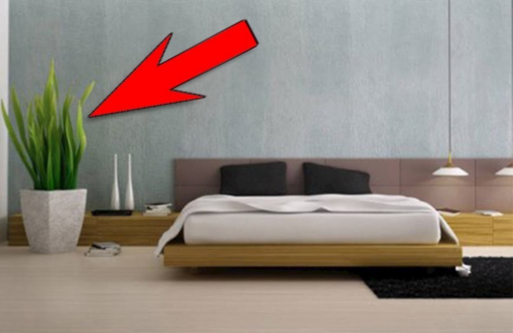 Trồng cây xanh có thể ảnh hưởng đến phong thủy phòng ngủ hình ảnh