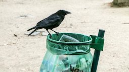 Chuyện chỉ có ở tây: Quạ được huấn luyện để nhặt rác trong công viên