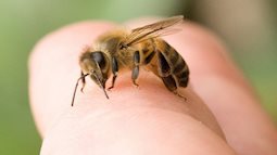 Bị ong đốt có nguy hiểm không?