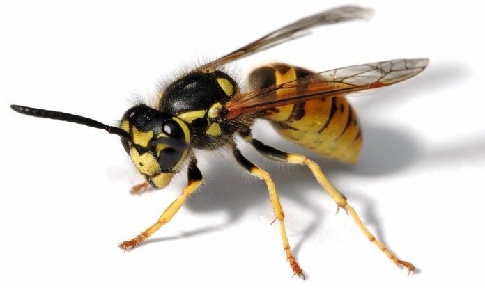 Ong bắp cày hình ảnh