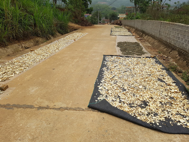 Người dân thôn Yên Sơn, xã Ba Vì (huyện Ba Vì - TP Hà Nội) tận dụng cả đường làng để phơi các vị thuốc Nam.