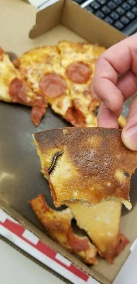 Con rết nằm chình ình trong miếng pizza.