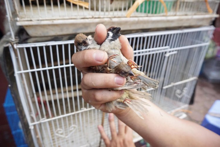 Những chú chim sẻ bị bắt bán cho người dân mua phóng sinh.