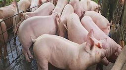 Việt Nam ra công điện khẩn khi ở Trung Quốc phát hiện 4 ổ dịch tả lợn