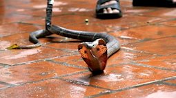Áp dụng những cách sau, rắn sẽ không bao giờ bò vào nhà bạn