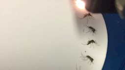 Hi vọng mới: sử dụng ánh sáng hồng ngoại để phát hiện muỗi mang theo vi-rút Zika