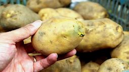 Khuyến cáo về những nguy hại từ việc ăn khoai tây mọc mầm