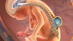 Y học đã tìm ra cách phẫu thuật nứt đốt sống của thai nhi