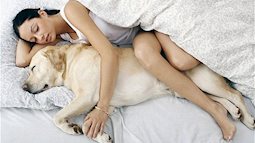 Không phải soái ca mà chó mới là đối tượng giúp phụ nữ ngủ ngon hơn