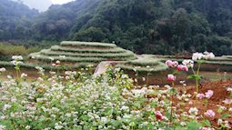 Ngắm hoa tam giác mạch giữa lòng di sản Tràng An