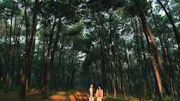 Ngất ngây vẻ đẹp lãng mạn của đồi thông ở Nghệ An