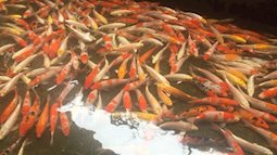 Cận cảnh cá Koi Nhật – loại cá đắt đỏ mà nhiều gia đình lựa chọn để cúng ông Công ông Táo năm nay