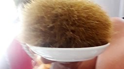 Cuối năm mổ lợn, bất ngờ gặp “trứng vàng”