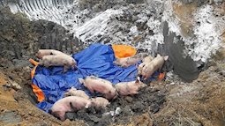 Báo động: Việt Nam xuất hiện 3 ổ dịch tả lợn châu Phi