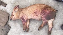 Thực hư chuyện lợn bị dịch tả châu Phi vẫn được hỗ trợ bằng giá thị trường