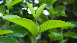 Tác dụng không ngờ của lá ổi với sức khỏe 