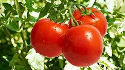 Nói không với 10 loại bệnh nếu ăn 2 quả cà chua mỗi ngày 
