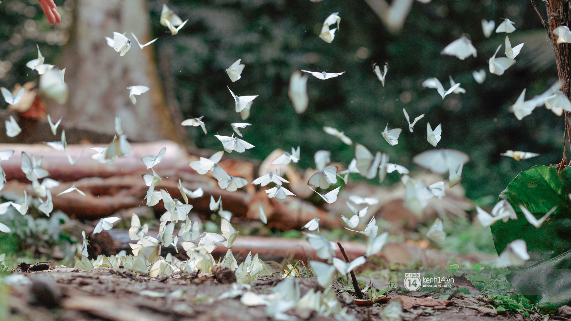 Chuyến đi Cúc Phương những ngày cuối mùa bướm rừng: Chốn thần tiên có vẻ đẹp riêng của sự muộn màng - Ảnh 7.