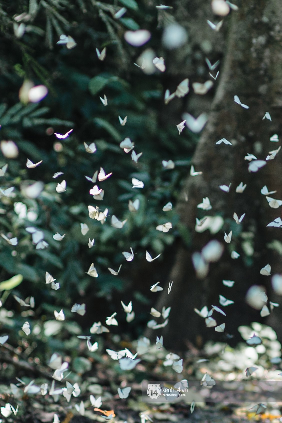 Chuyến đi Cúc Phương những ngày cuối mùa bướm rừng: Chốn thần tiên có vẻ đẹp riêng của sự muộn màng - Ảnh 9.