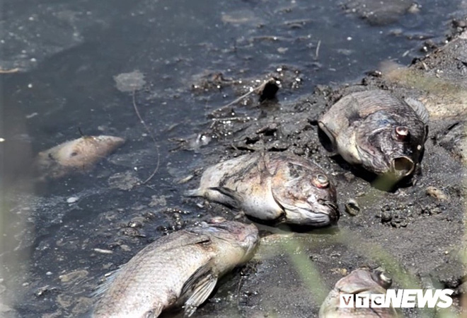 Cá chết ‘kỷ lục’ nổi trắng hồ Đồng Làng, dân hoang mang không rõ nguyên nhân - Ảnh 3.