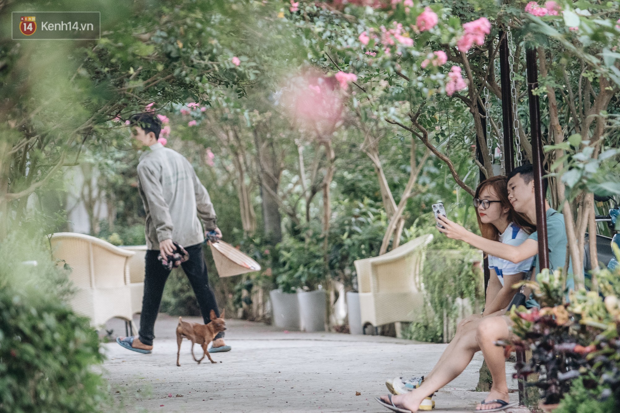 Chùm ảnh: Con đường ở Hà Nội được tạo nên bởi 100 gốc hoa tường vi đẹp như khu vườn cổ tích - Ảnh 6.